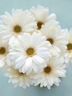 Александра Бычковская