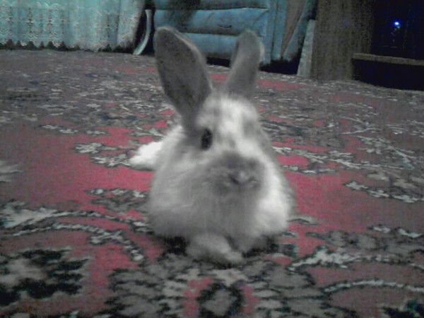 Юлия Фомичёва