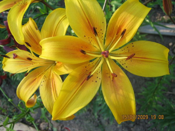 Ирина Коврова