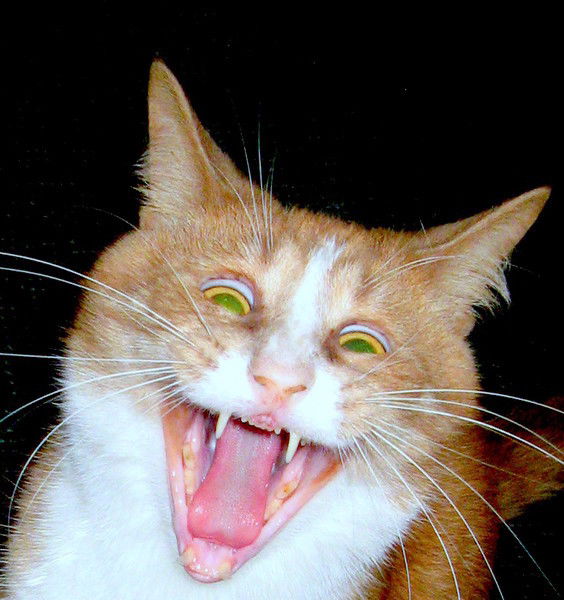 Бурлаков Игорь