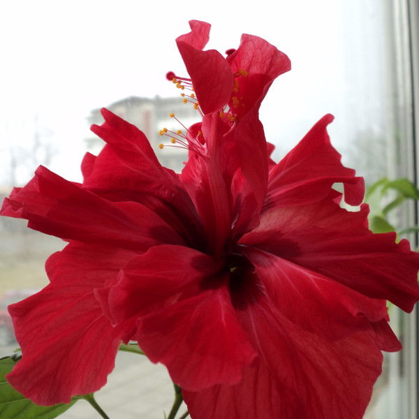 Лидия Самаркина