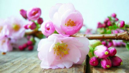 Наталя Водовіз