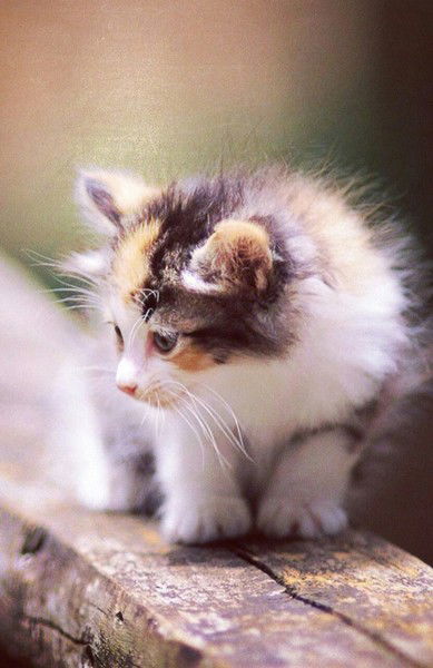 Катя Верзилина