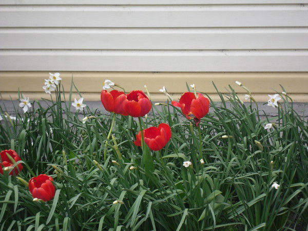 Надюшка Афанасьева