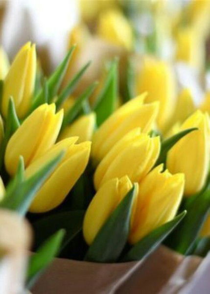 Светлана Исаева