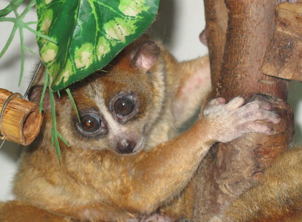 Ольга Моцная