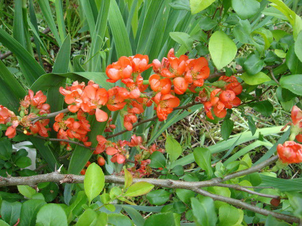 Ольга Хазова