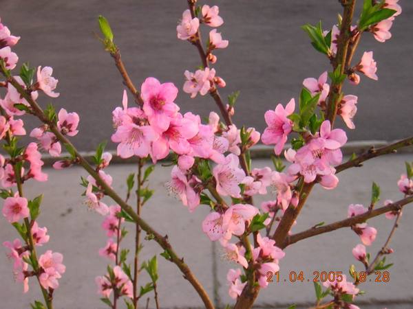 Владимир Емельяненко