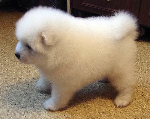 Оля Волкова