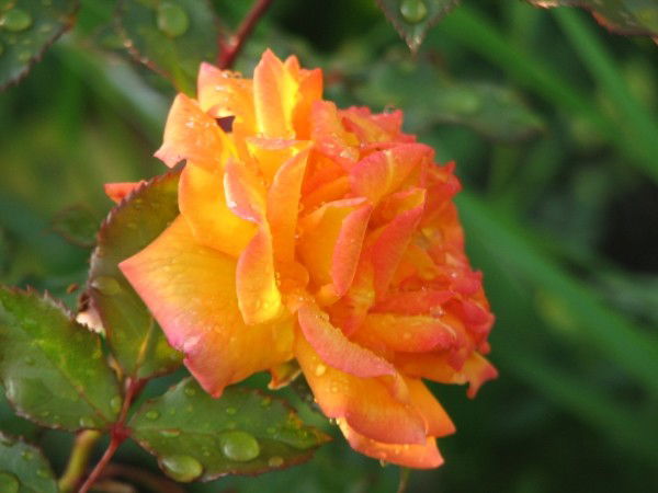 Елена Кадач