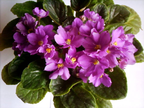 Ляля Гайнуллина