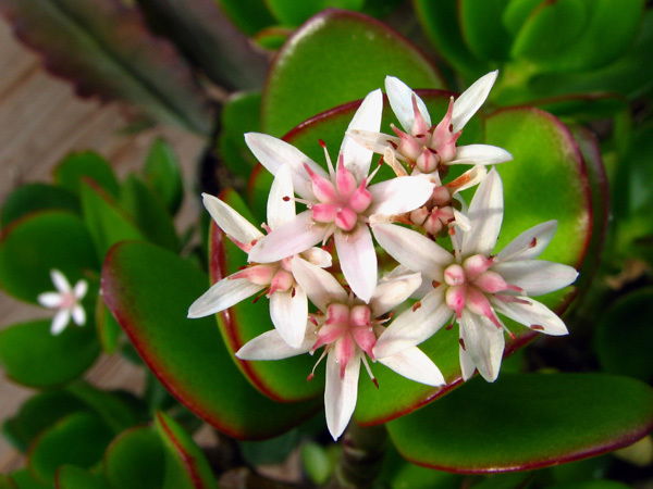 Айгул Абуова