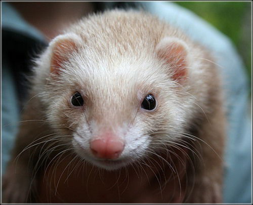 Юлия Шевчук