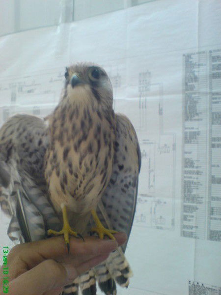 Канат Бахыбаев