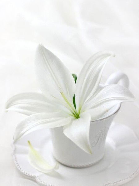 С Уважением Кашапова Лилия.