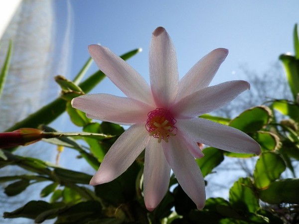 Ольга Килина