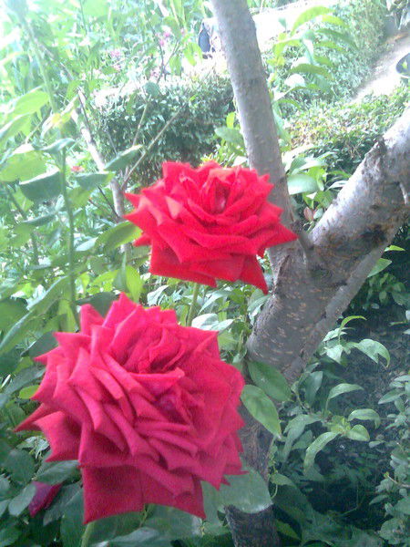 Дилмира Салиева