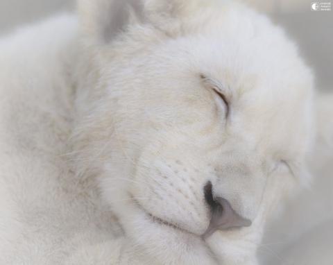 Андрей Бубенков