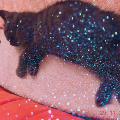 Кирилл Вилесов