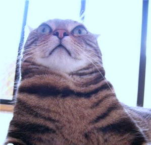 Андрей Зеленцов