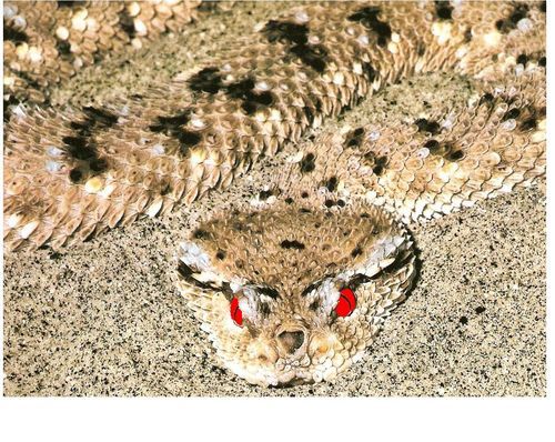 Халил Бекиров