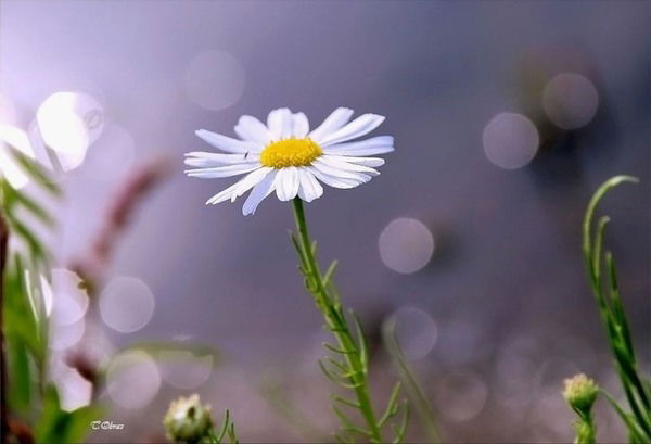 Татьяна Балудина