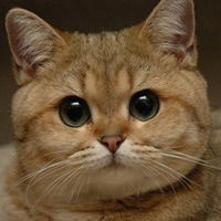 Тарас Бульба