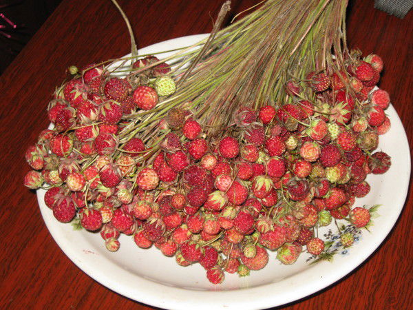 Алексей Степанов