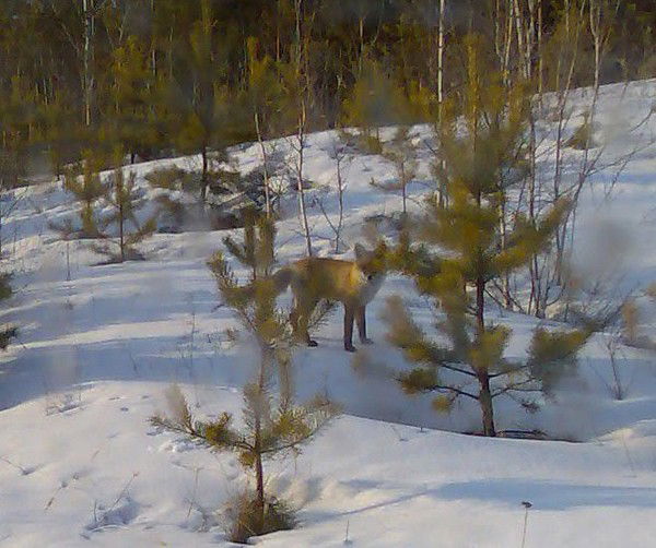 Игорь Новиков