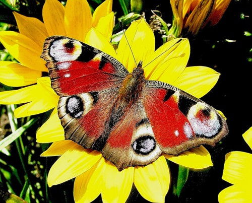 Ольга Наугольных