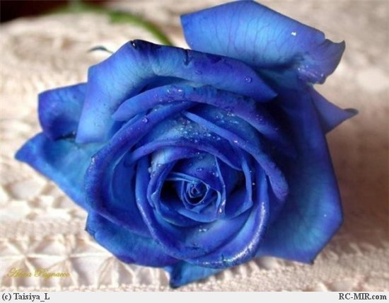 Наталья Некрасова