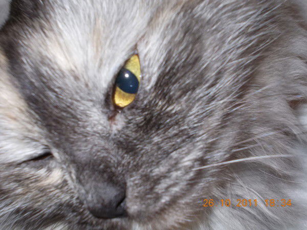 Аня Сутягина