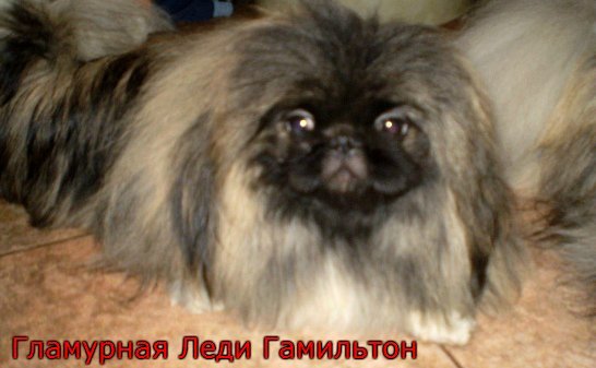 Ольга Шардакова