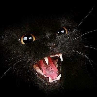 Саша Новикова