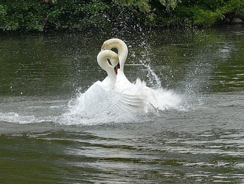 Елена Фехтел
