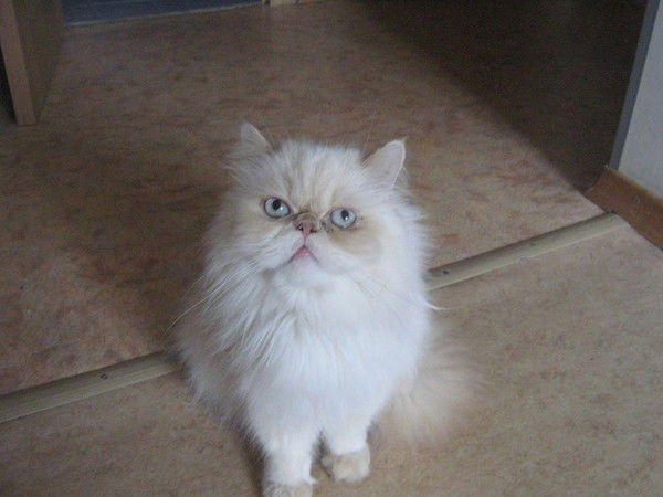 Александр Панферов