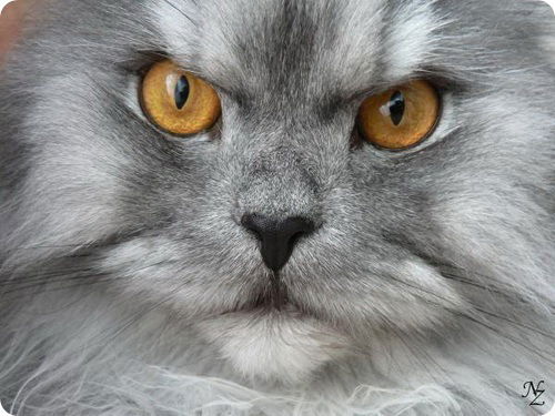 Ирина Царицына