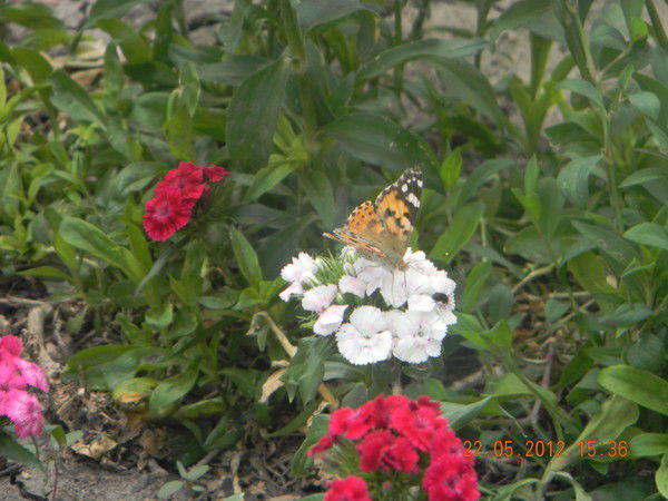 Наталья Верещагина