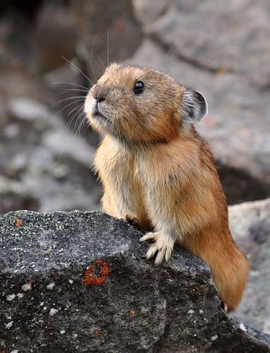 Света Григорова