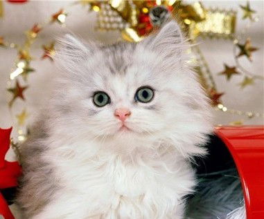 Оксана Головатая