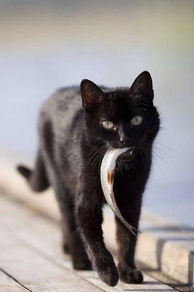 Анастасия Белая