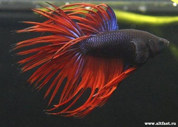 Николай Невзоров