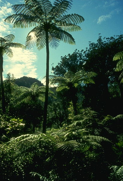 Алена Картакова