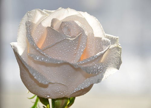 Мария Луковникова