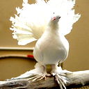 Борис Голубев