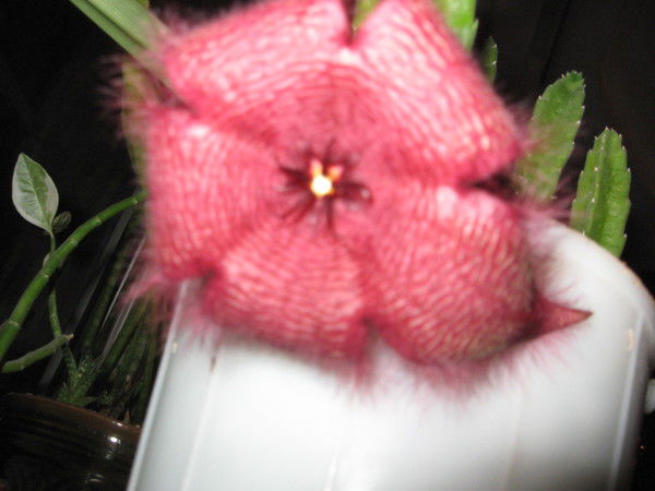 Булат Адельшин