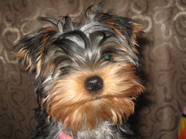 Людмила Белоконь