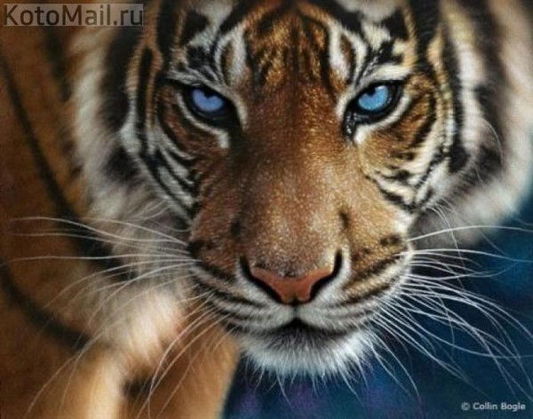 Виктория Олейникова