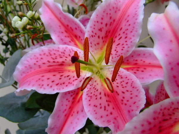 Vasiliki Gymnopoulou