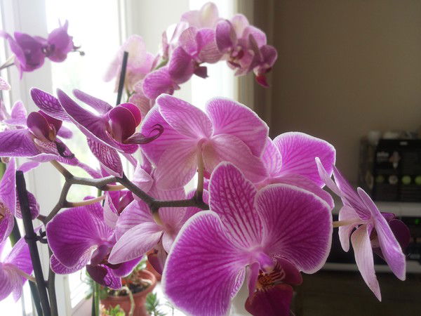 Oльга Кардашова